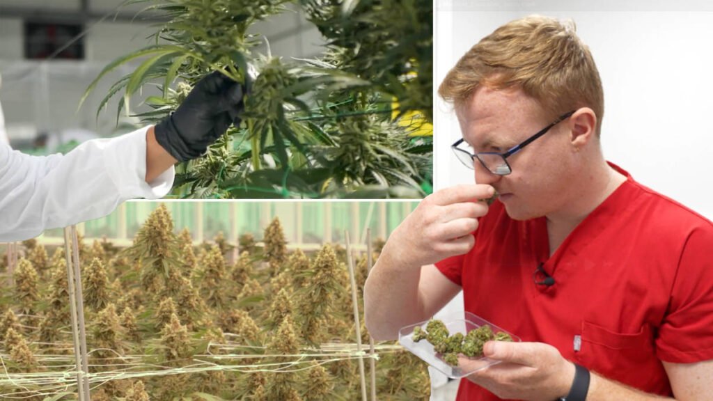 Calls to grow UK economy with cannabis as Snoop Dogg invests in ‘untapped’ market