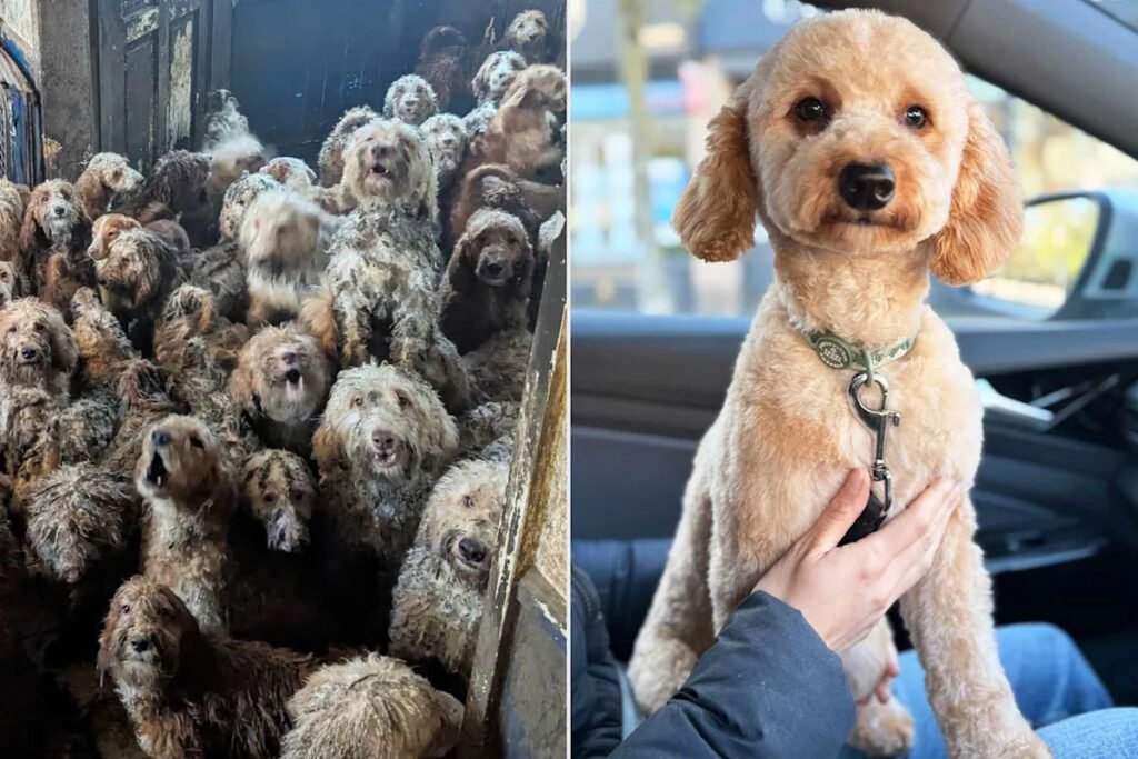 Charity Finds Homes for 125 of the 250 Rescue Dogs Saved from a Scene So Shocking, Some Thought It Was AI-Generated