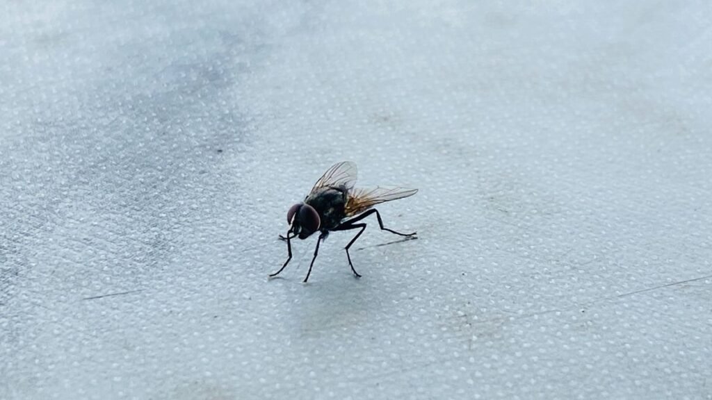 Flies will stay away from homes when you clean with one 85p staple