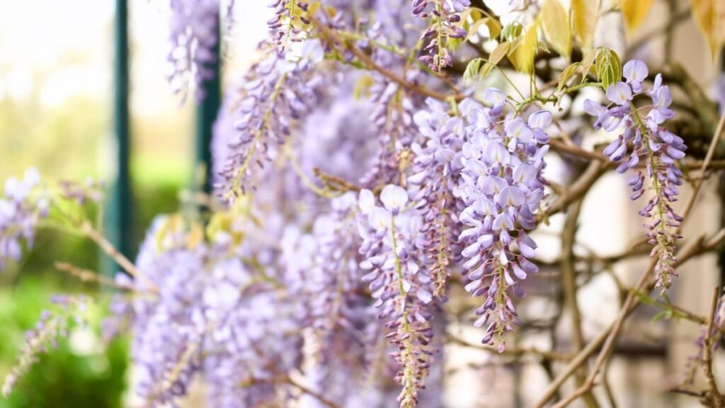 Gardeners urged to avoid growing 4 invasive plants that could damage your home