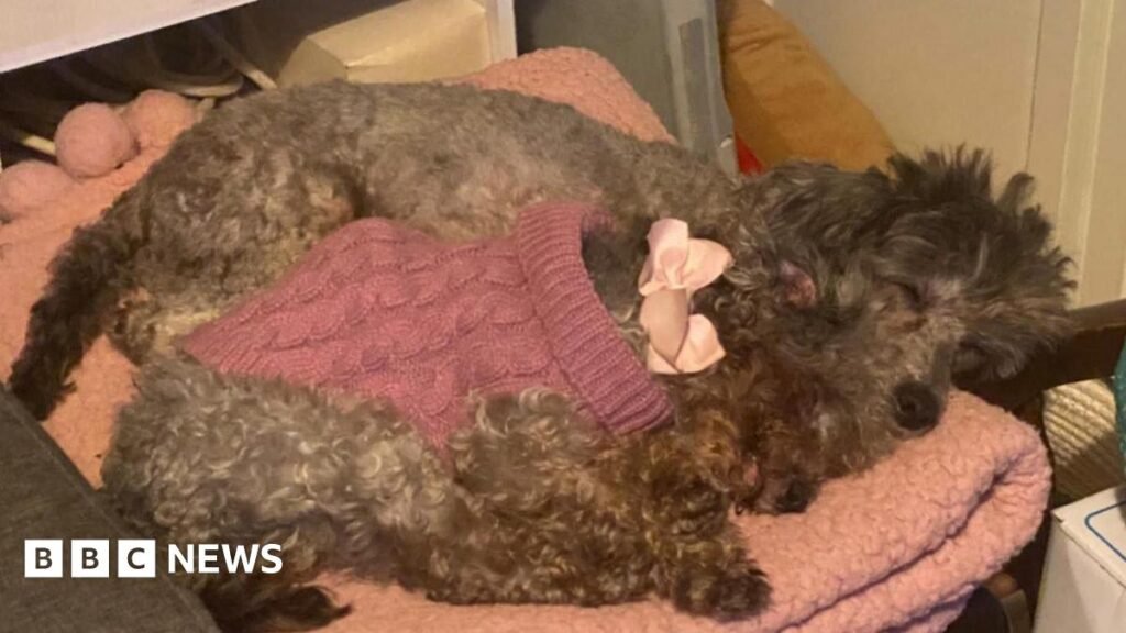 Charity appeal after 34 poodles seized from Epsom Downs home
