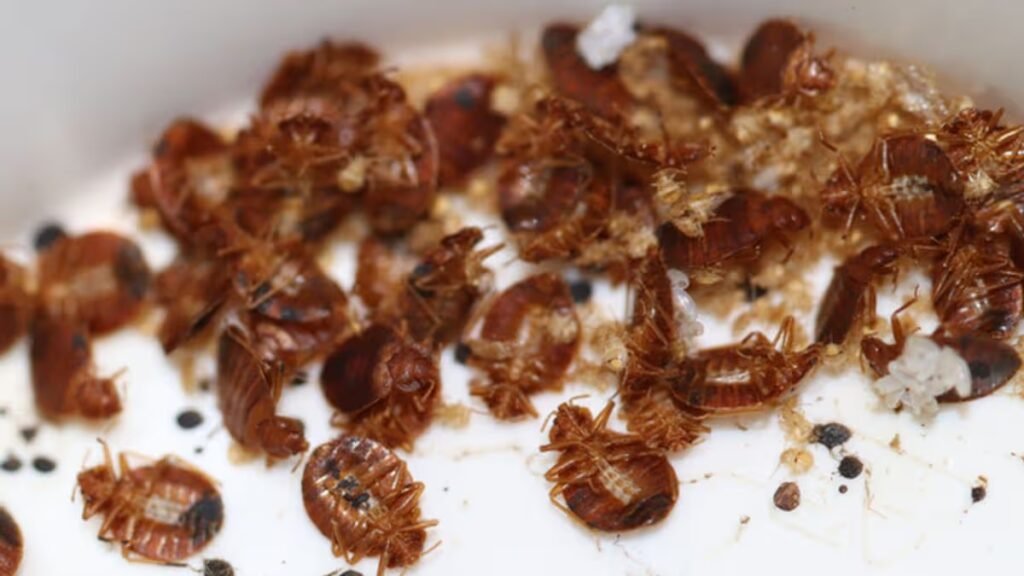 Heatwave ‘mutant’ bed bug warning as blood-suckers invade UK homes