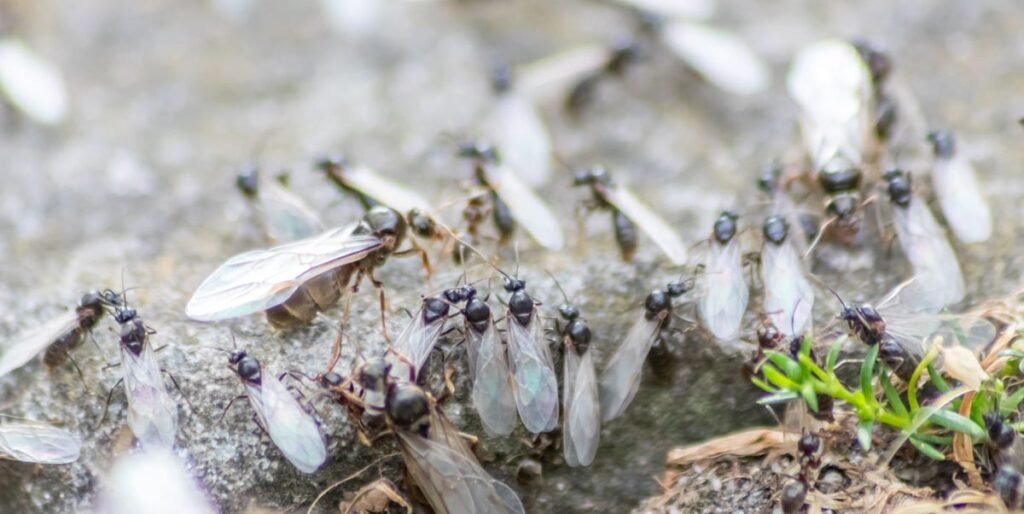 Flying Ant Day is back and bigger: why there may be more this year