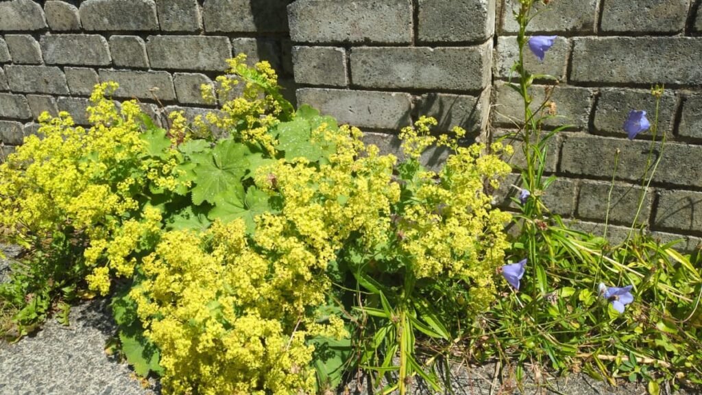 Upset as more herbicide used near mid-Wales homes